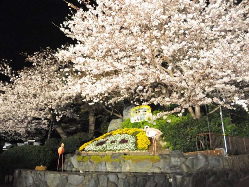 神戸 王子動物園 夜桜通り抜け 2020 いつ 開催日 開催期間 開催時間 無料 中止