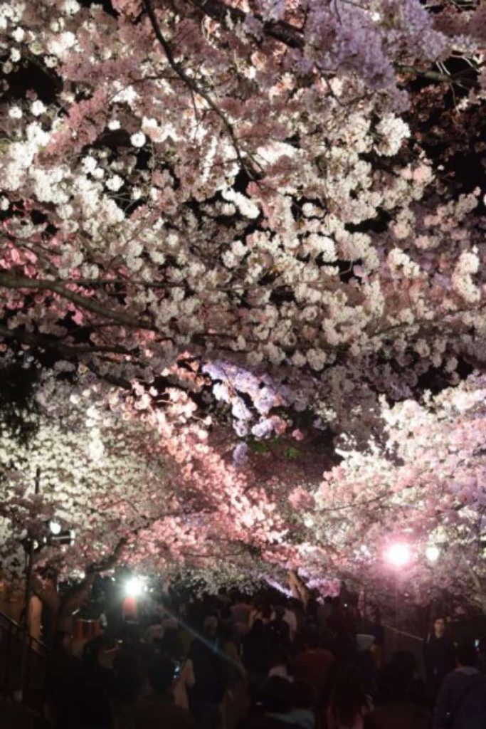 18年 無料で楽しめる 王子動物園の夜桜通り抜け ライトアップされた美しい桜を見に行こう