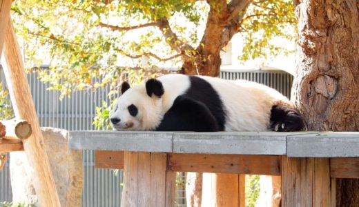 神戸市立王子動物園のパンダ「タンタン」に会いに行こう！かわいい姿が身近で見れるよ