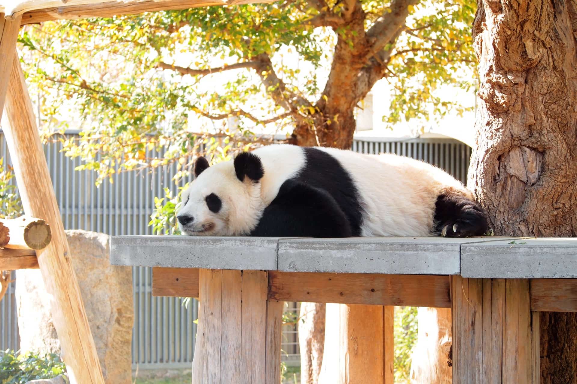 神戸市立王子動物園のパンダ タンタン に会いに行こう かわいい姿が身近で見れるよ