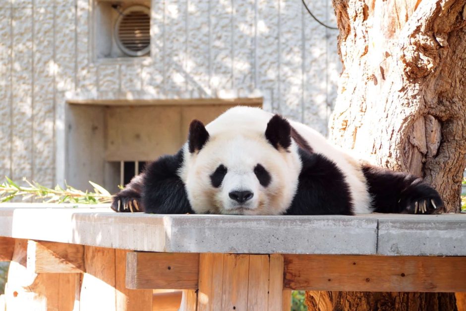21年 開園記念日は王子動物園が入園無料 パンダ コアラがいる日本唯一の動物園