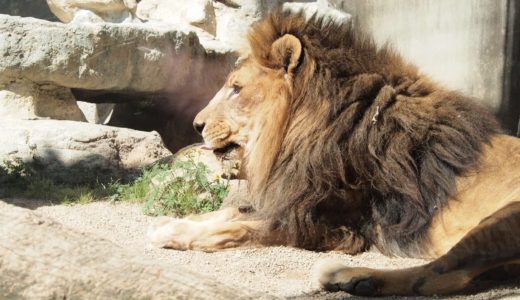 【2023年】開園記念日は王子動物園が入園無料｜かわいい動物に会いに行こう！
