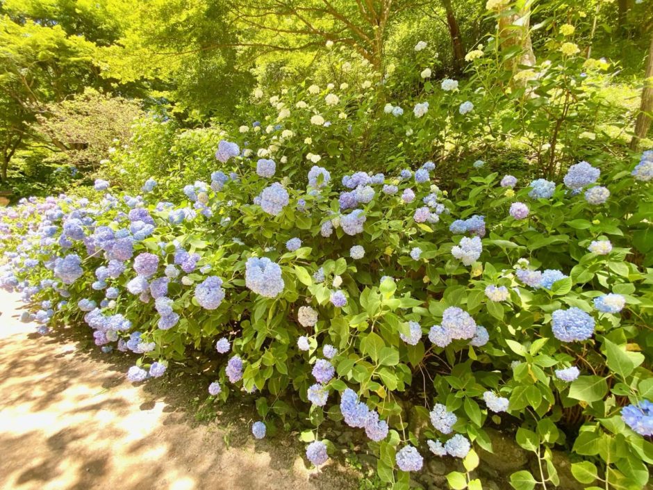 神戸市立森林植物園 あじさい散策 に行ってきたよ 種類 見頃 混雑状況 ベビーカーok
